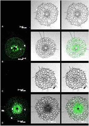 Differential Cadmium Distribution and Translocation in Roots and Shoots Related to Hyper-Tolerance between Tall Fescue and Kentucky Bluegrass